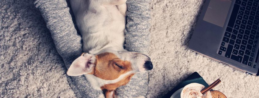 Schlafender Hund zwischen den Beinen mit Laptopn und Kaffee