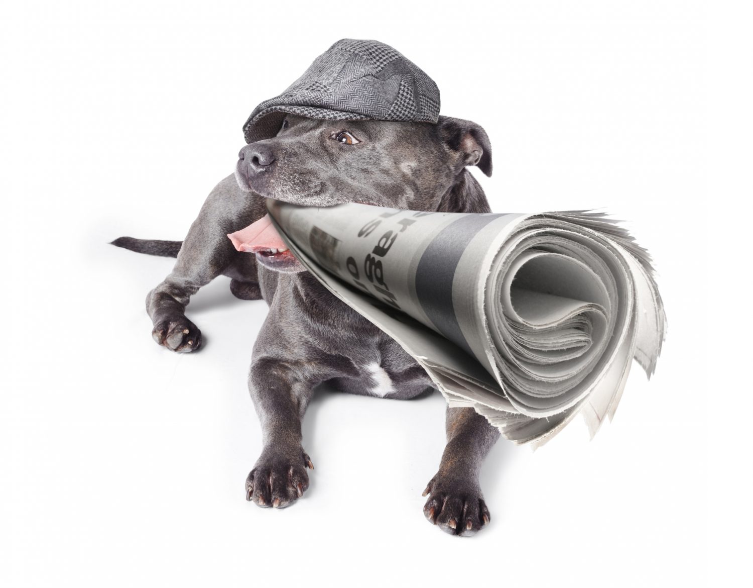 Hund mit Mütze auf dem Kopf und Zeitung im Maul Hund mit Mütze auf dem Kopf und Zeitung im Maul