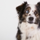 Australian Shepherd