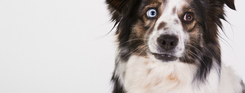 Australian Shepherd