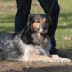 Hund im Platz