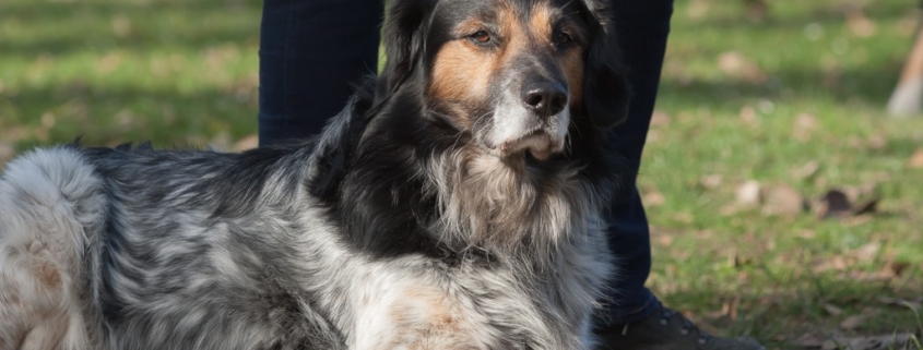 Hund im Platz