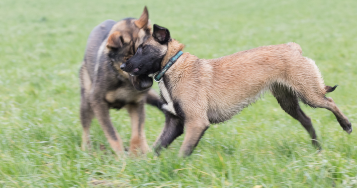 Seminar pubertierende Hunde