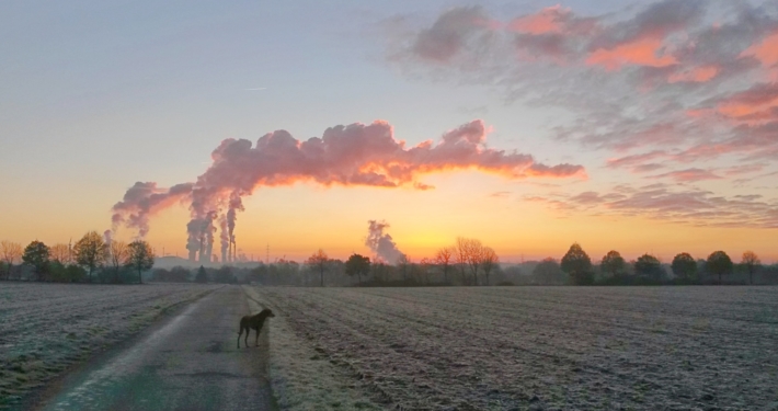 Hund steht auf einem Feld vor dem Rauch aus Fabrikschloten im Abendlicht