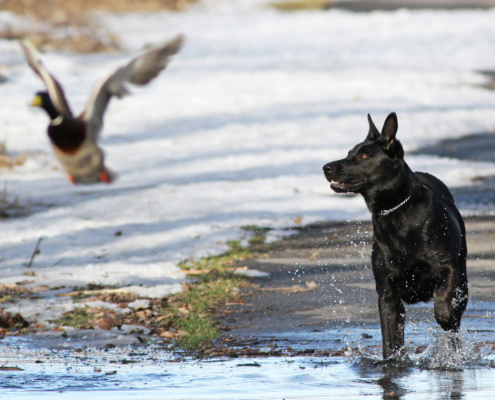 Ein schwarzer Hund jagt auf einem regennassen Weg eine davonflatternde Ente