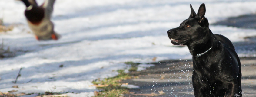 Ein schwarzer Hund jagt auf einem regennassen Weg eine davonflatternde Ente