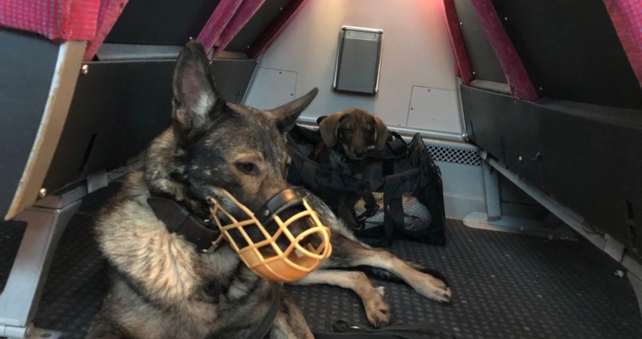 Hund mit Maulkorb in der Bahn