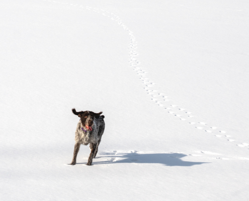 Ein Hund im Schnee, der Spuren hinterlässt