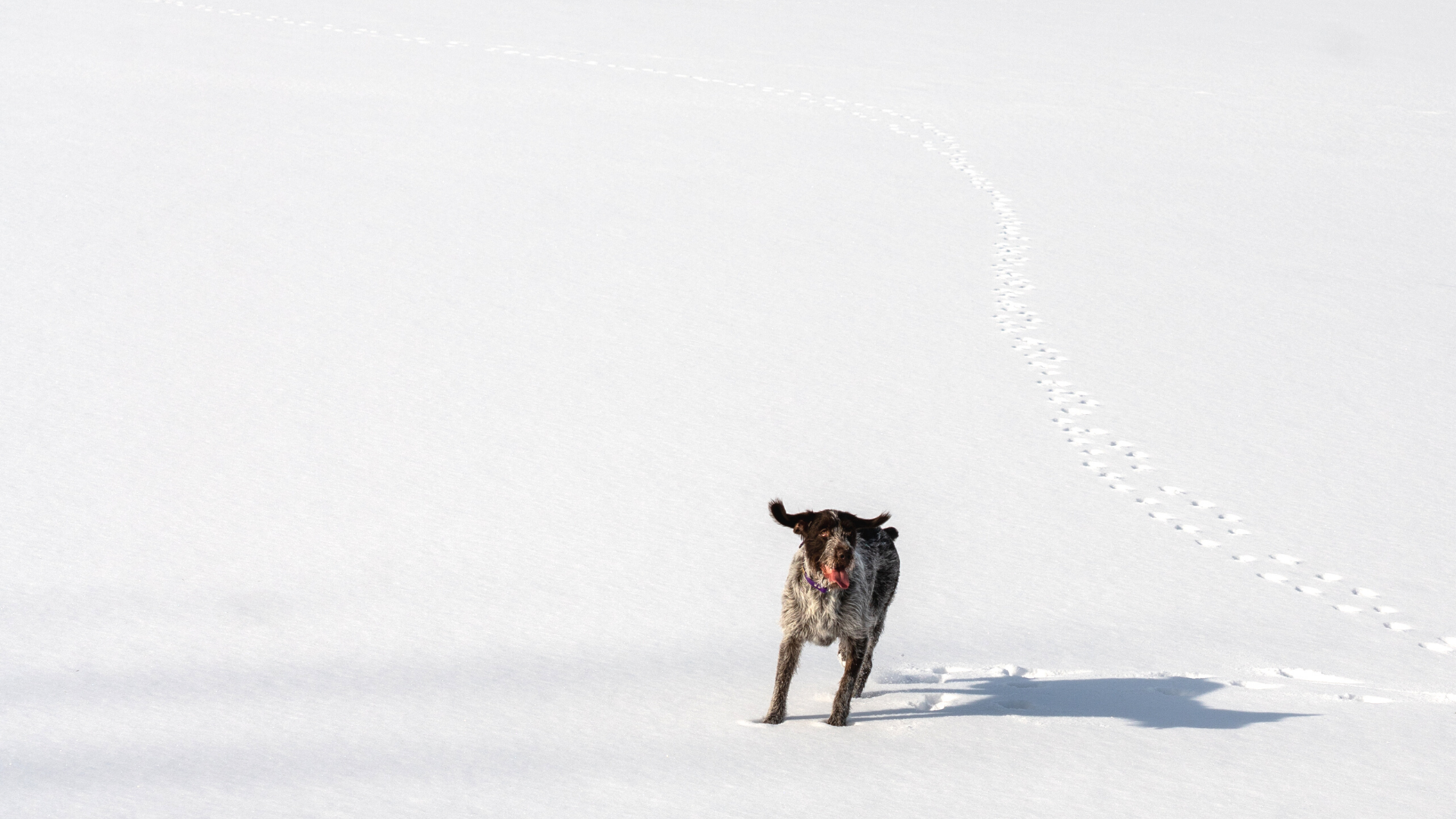 Ein Hund im Schnee mit sichtbaren Pfotenabdrücken, der sich freut