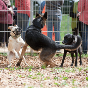 Drei Hunde vor einem Zaun interagieren dynmisch miteinander. Eventuell stehen sie kurz vor oder nach einem Konflikt. Einer von ihnen trägt einen Maulkorb
