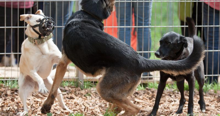 Drei Hunde vor einem Zaun interagieren dynmisch miteinander. Eventuell stehen sie kurz vor oder nach einem Konflikt. Einer von ihnen trägt einen Maulkorb