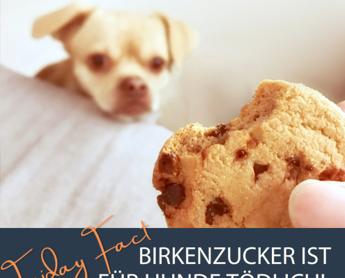 Ein Hund schaut nach einem Keks, der ihm hingehalten wird. Darunter steht: Birkenzucker ist für Hunde tödlich - Friday Fact