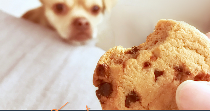 Ein Hund schaut nach einem Keks, der ihm hingehalten wird. Darunter steht: Birkenzucker ist für Hunde tödlich - Friday Fact