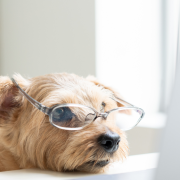 Ein wuscheliger kleiner Hund hat die Schnauze auf einen Schreibtisch gelegt, er trägt eine Brille und schaut auf einen Computer.