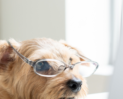 Ein wuscheliger kleiner Hund hat die Schnauze auf einen Schreibtisch gelegt, er trägt eine Brille und schaut auf einen Computer.