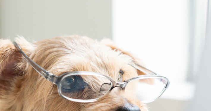 Ein wuscheliger kleiner Hund hat die Schnauze auf einen Schreibtisch gelegt, er trägt eine Brille und schaut auf einen Computer.