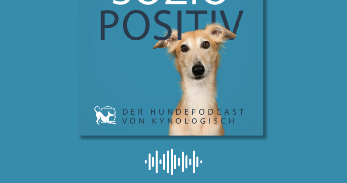 Titelbild der Soziopositiv-Podcastfolge 21: Ein blonder Windhund vor dem Logo von KynoLogisch, darunter steht: Hunde auf der Jagd, Teil 1: mit Felix Ehrich