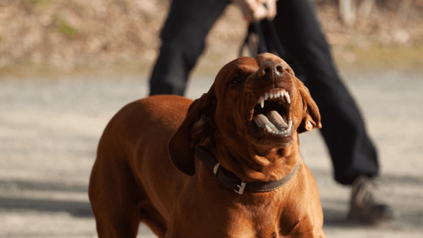 Aggressiver Hund zeigt seine Zähne