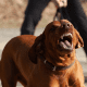 Aggressiver Hund zeigt seine Zähne