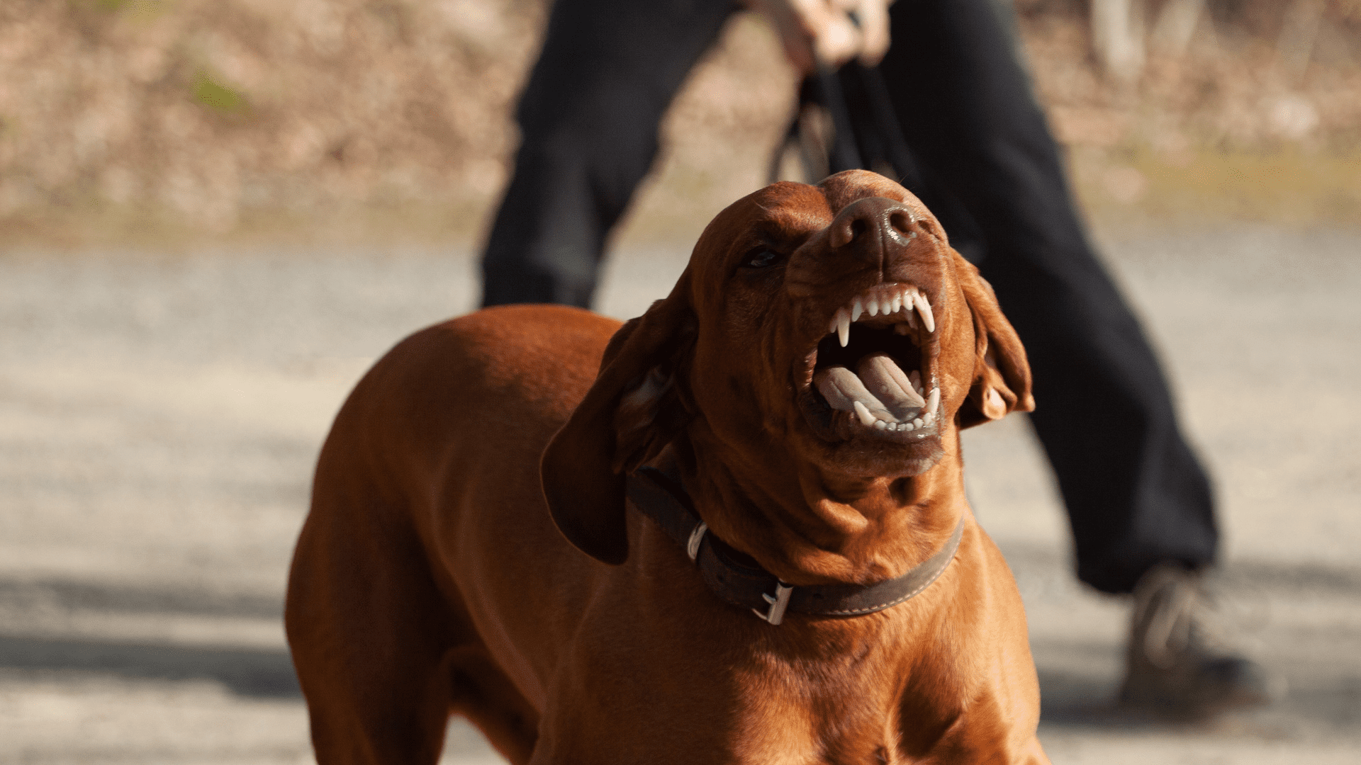 Aggressiver Hund zeigt seine Zähne