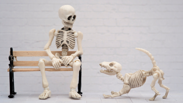 Anatomie Hund