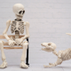 Anatomie Hund