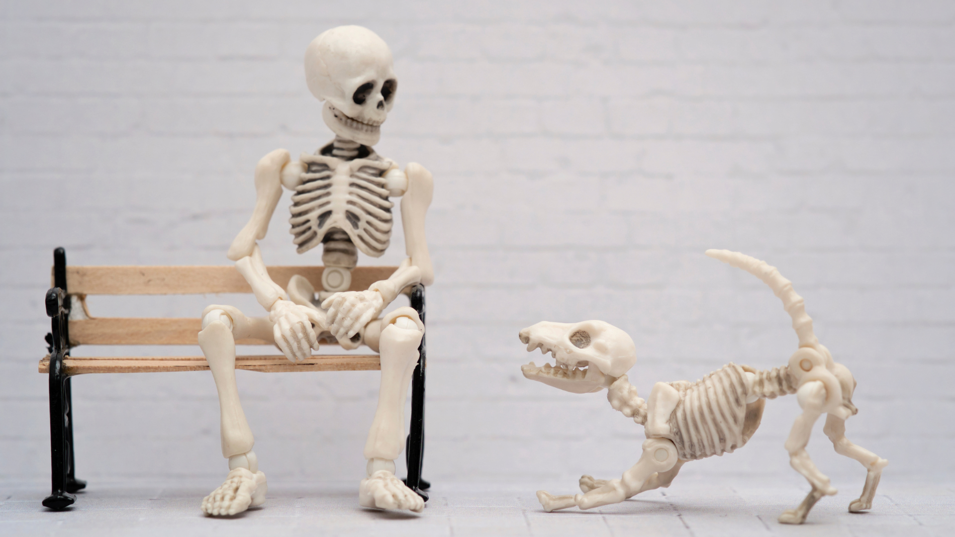 Anatomie Hund