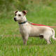 Ängstlicher Hund auf einer Wiese