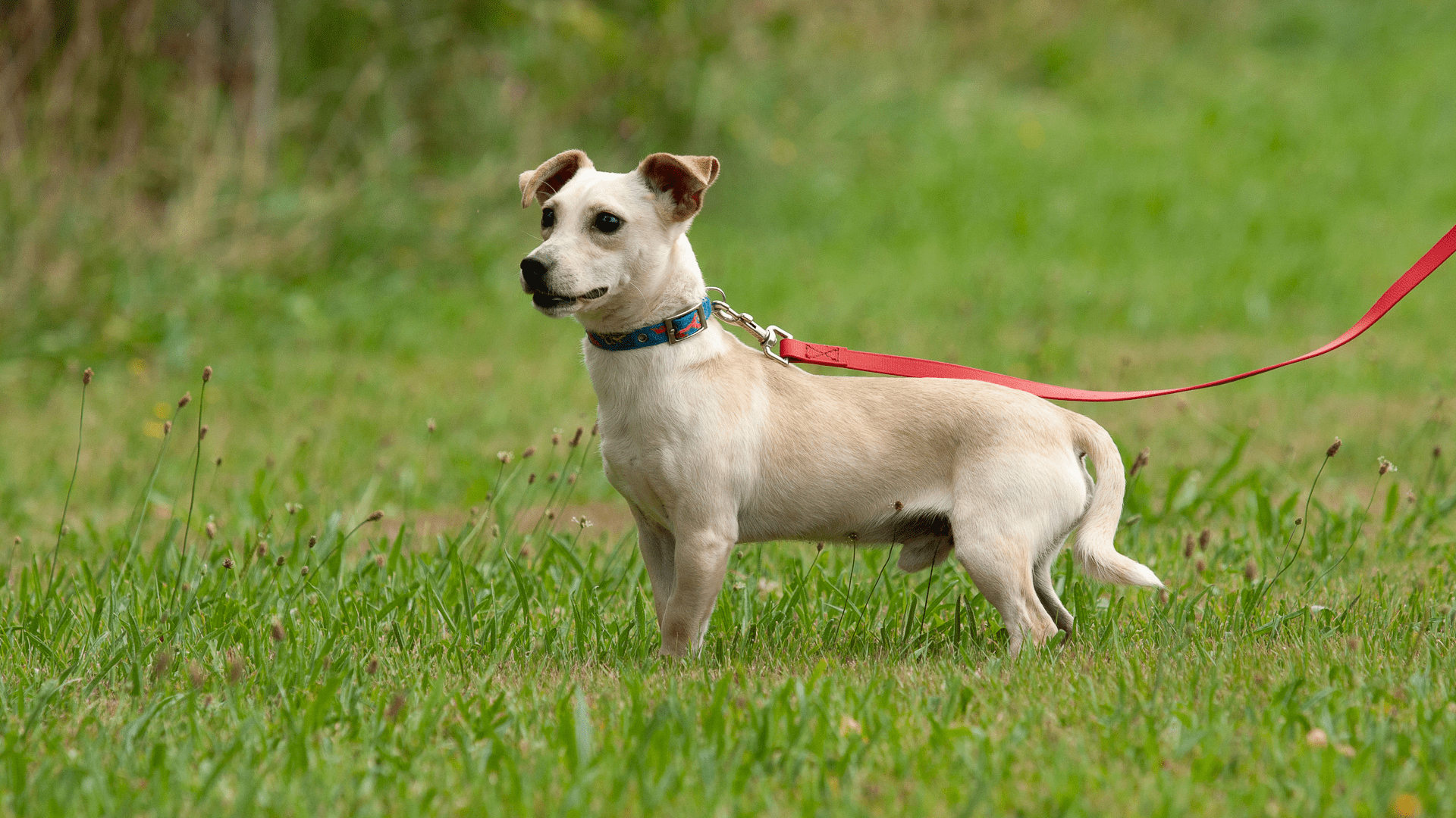 Ängstlicher Hund auf einer Wiese