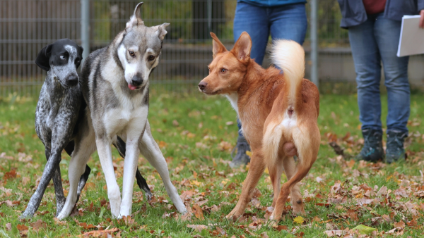 Ausdrucksverhalten Hund