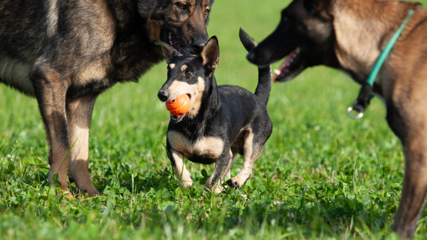 Hunde Beschaeftigung - Hund mit Ball im Maul