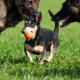 Hunde Beschaeftigung - Hund mit Ball im Maul