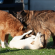 Botenstoffe bei Hunden