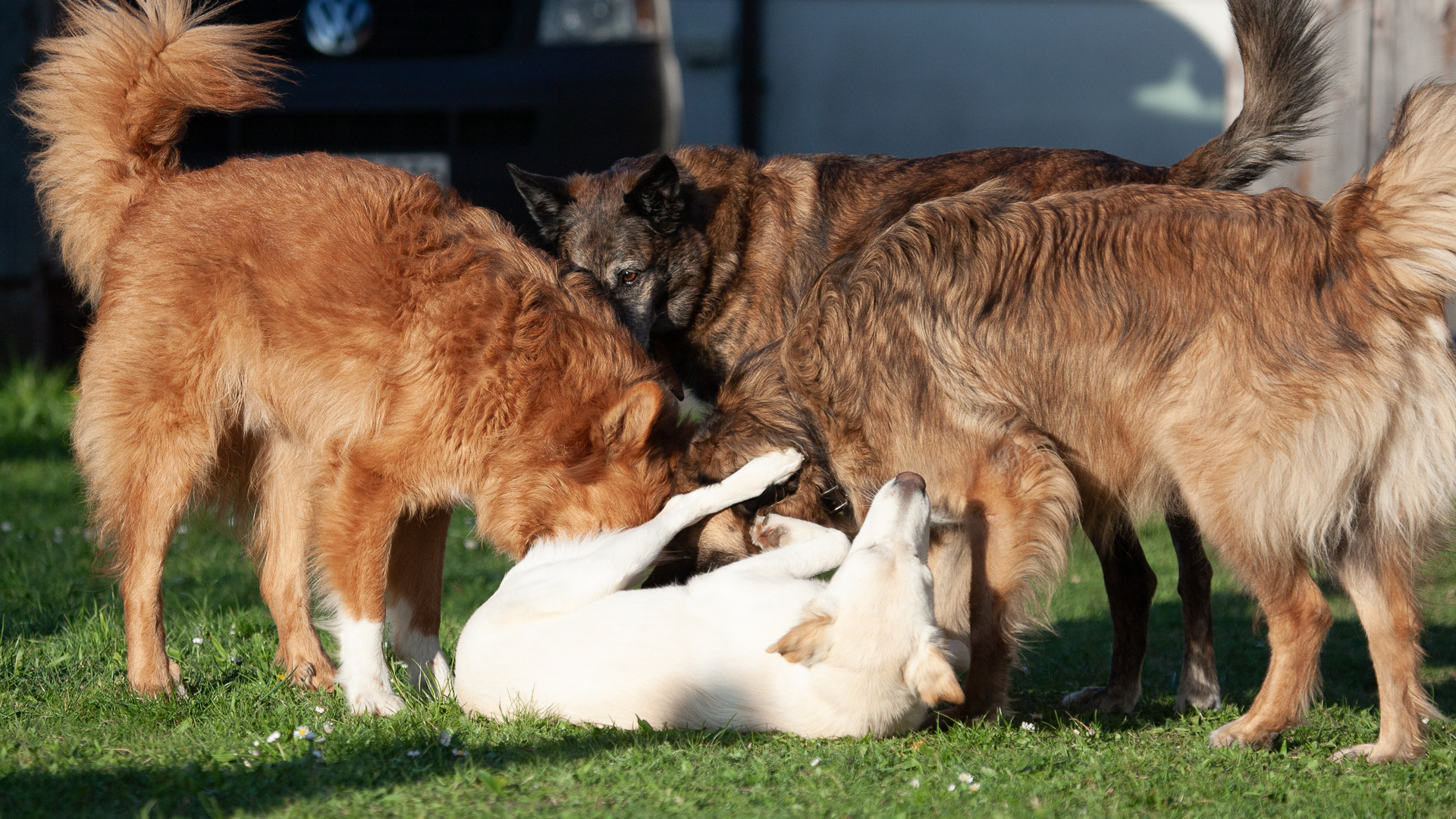 Botenstoffe bei Hunden