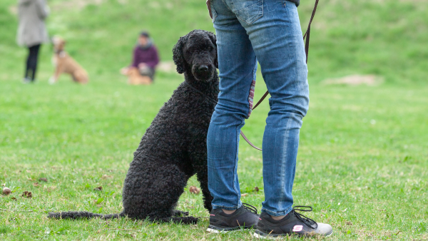 Didaktik - Hund auf einem Hundeplatz