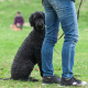 Didaktik - Hund auf einem Hundeplatz