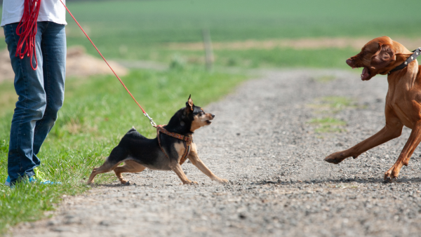 Fallanalyse Hundeverhalten