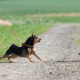 Fallanalyse Hundeverhalten