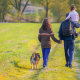 Hunde Gesellschaft