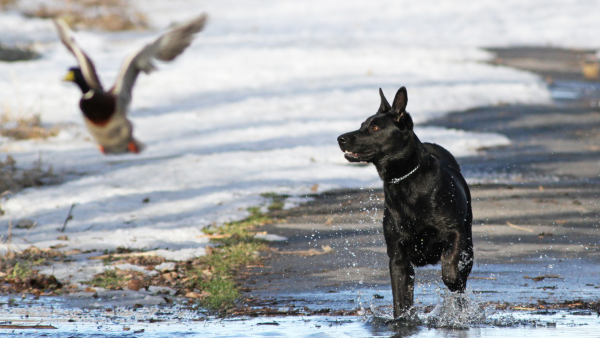 Jagdverhalten beim Hund