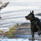Jagdverhalten beim Hund