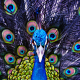 Markenbildung Pfau