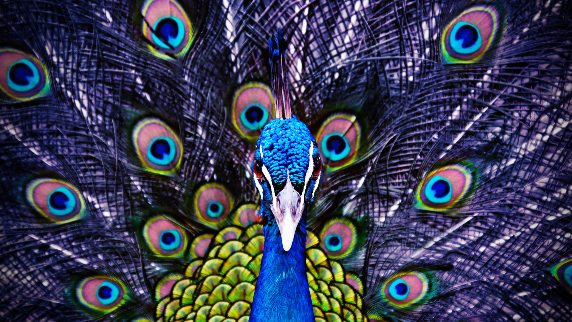Markenbildung Pfau