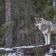 Oekologie Wolf