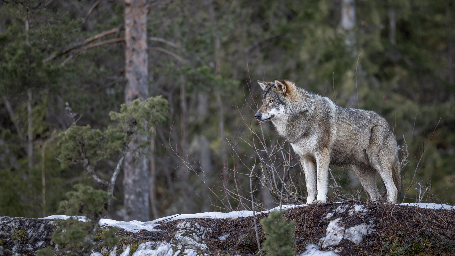 Oekologie Wolf