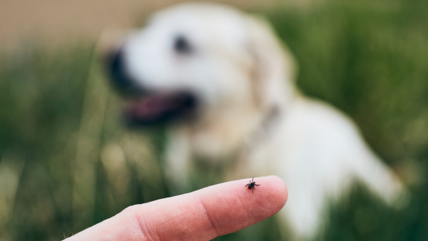 Parasiten beim Hund