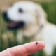 Parasiten beim Hund