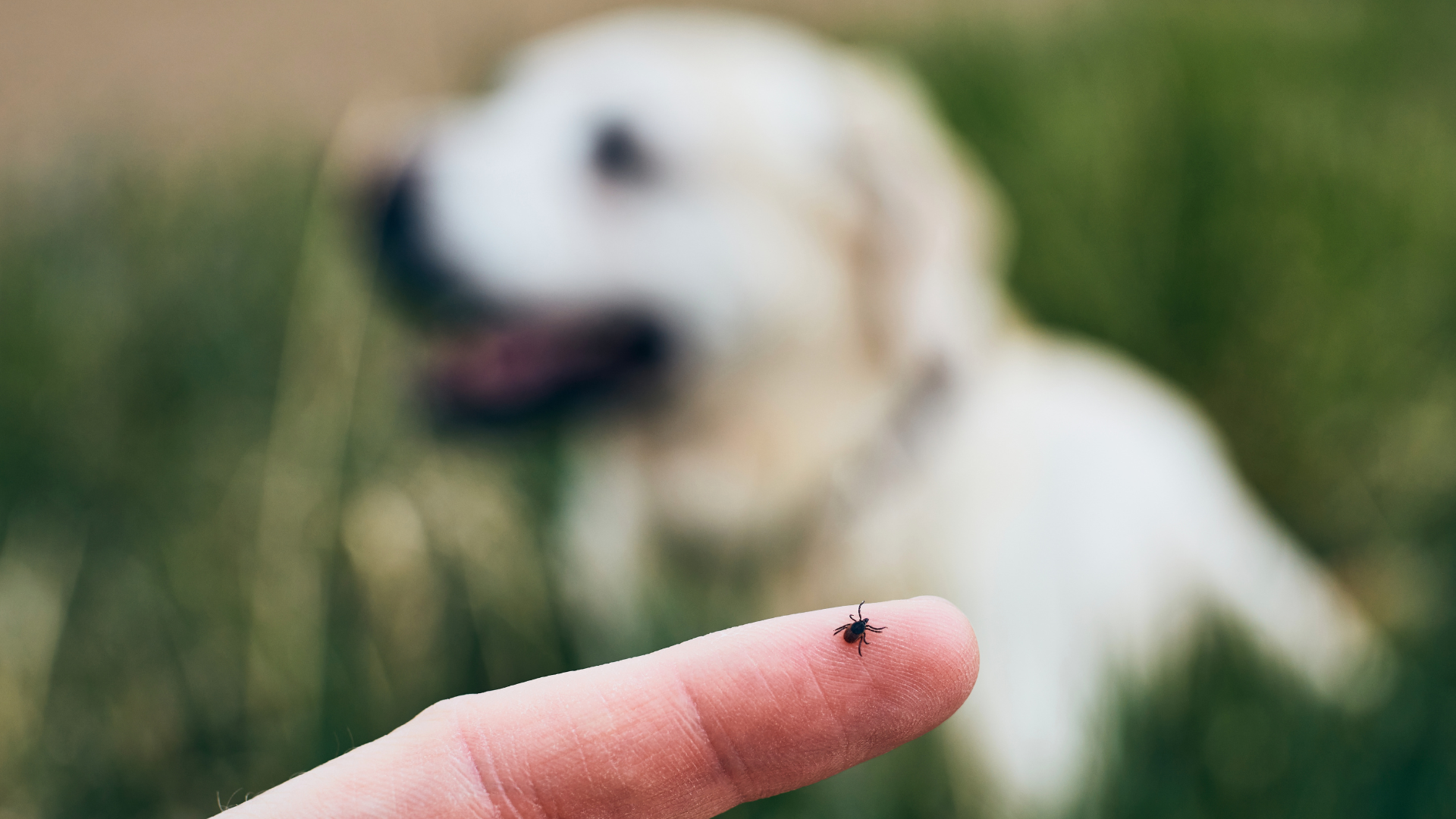 Parasiten beim Hund