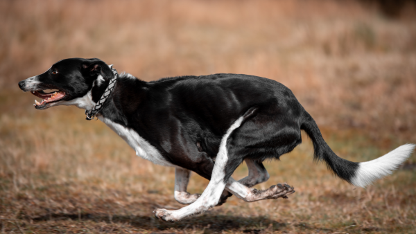 Physiologie des Hundes