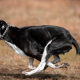Physiologie des Hundes